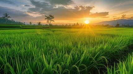 picturesque rice paddy field at sunset, showcasing the serene beauty and agricultural abundance of rice cultivation.