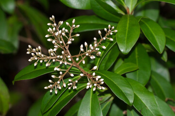 Fototapeta premium The creamy white buds and glossy leaves of the marlberry bush, Ardisia escallonioides, a native shrub that provides food and cover to wildlife.