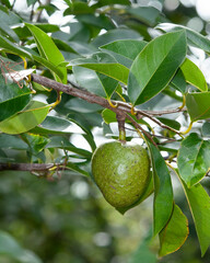 Pond Apple, Annona glabra: Closeup of a branch with a fruit and leaves. Native to swamps in Florida and the tropics. Edible fruit. Also called alligator apple and swamp apple.