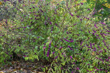 A large beautyberry bush, Callicarpa Americana, with many clusters of bright purple berries and green foliage.