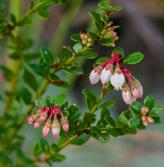 A close-up of the pinkish white urn-shaped flowers of the shiny blueberry, Vaccinium myrsinites, an...