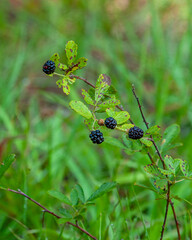 A thorny branch of ripe blackberries ready to be picked and eaten. Rubus spp.