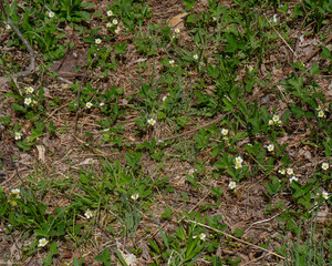 A patch of the flowers and leaves of wild strawberry, Fragaria vesca, a low growing groundcover that produces edible fruit.
