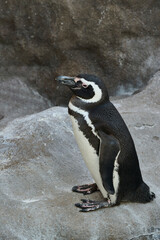 フンボルトペンギンが岩場に立つ姿