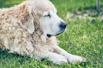 A Labrador Retriever of light color, with curly hair, lies on the green grass. With space to copy. High quality photo
