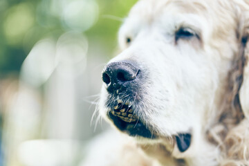 Close up view of golden retriever with selective focus on nose. Dog with a fir cone in its mouth. Blurred background with copy space.