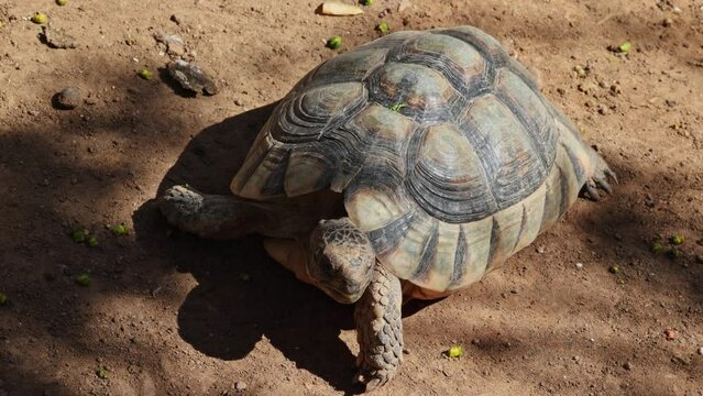 Close-up of a rare desert turtle moving fast on the ground