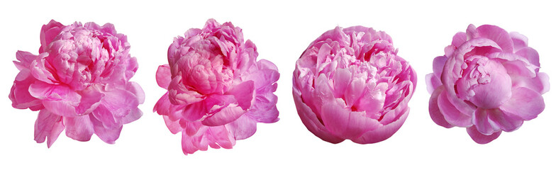 Set  pink  peonies  flowers   on  isolated background with clipping path. Closeup. For design....