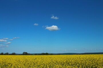 A field of yellow flowers
