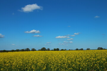 Obraz premium A field of flowers