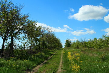 A dirt road surrounded by trees