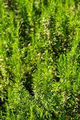 Young rosemary, macro, close up; Tivat, Montenegro