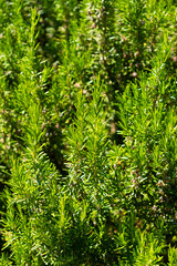 Young rosemary, macro, close up; Tivat, Montenegro