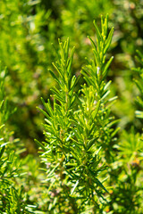 Young rosemary, macro, close up; Tivat, Montenegro