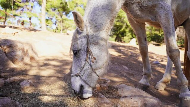 Close-up White horse in paddock, eating hay, pasture in forest mountain rock, rancho outside. Farm animal mare