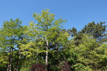 元気な木の仲間達