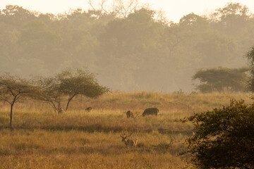 Nilgai in the jungles of Tadoba, India