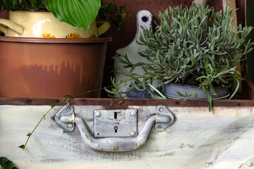 Old suitcase with plants and lavender in pots. Gardening background.