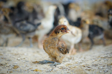 chicken on the beach