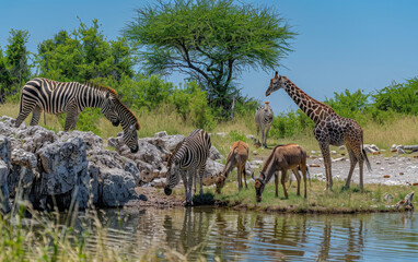 Fototapeta premium A group of zebras and giraffes drinking at the watering hole in an African wildlife scene, with elephants standing nearby