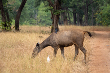 Nilgai in the forest, tadoba, India