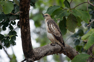 Serpent eagle in Tadoba, India
