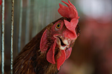 rooster in the farm © Mohiuddin