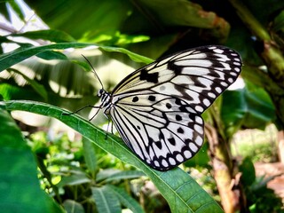 butterfly on a leaf