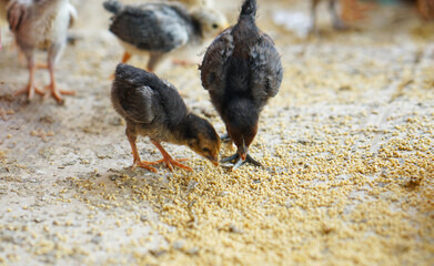 chicken on the sand