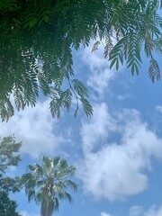 Florida palm tree in the clouds