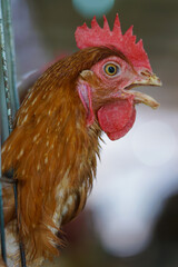 rooster in the farm