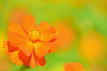 キバナコスモスのクローズアップ