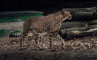 Walking Cheetah