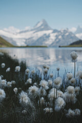 lake in the alps mountains with white dandelion in the wind