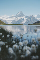 lake in the alps mountains with white dandelion in the wind