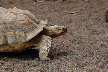 Aldabra elephant tortoise