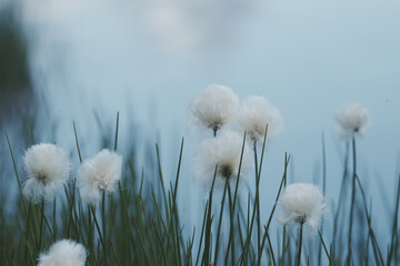 white dandelion flower with grass