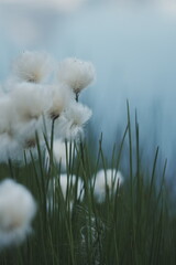 white dandelion flower with grass