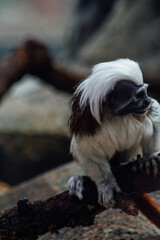 Cotton tamarin