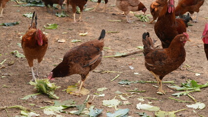 Rooster in the farm 