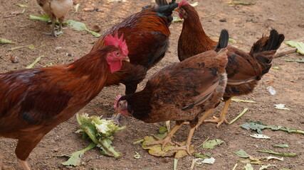 rooster in the farm