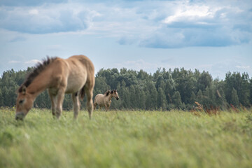 Thoroughbred horses graze on a summer field.