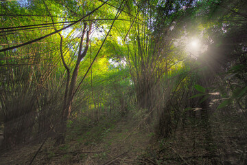 The sunlight shines on the far away sides of the bamboo trees as they stand side by side in green...