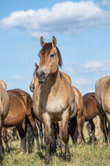 Fototapeta premium Thoroughbred horses graze on a summer field.