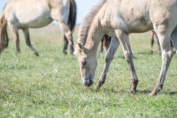 Thoroughbred horses graze on a summer field.