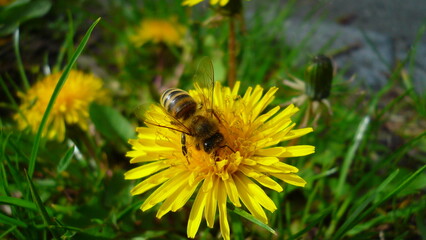 bee on dandelion