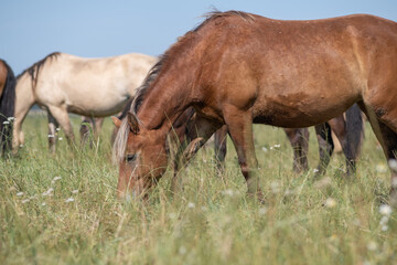 Naklejka na ściany i meble Thoroughbred horses graze on a summer field.