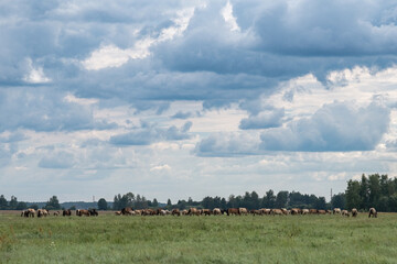 Thoroughbred horses graze on a summer field.