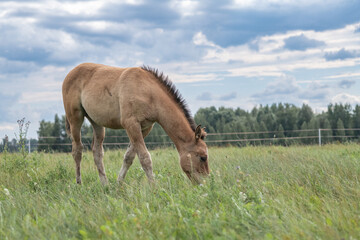 Thoroughbred horses graze on a summer field.