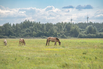 Thoroughbred horses graze on a summer field.